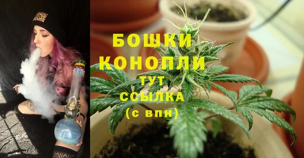 прущие грибы Елизово